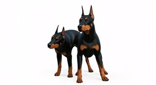 doberman-pinscher-pair