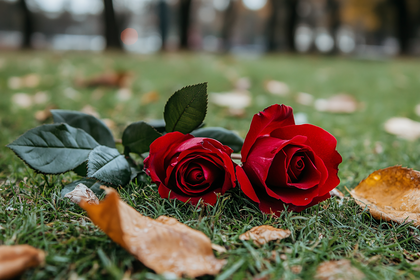 4 Two Roses | Free Vectors, Photos, Artwork Images | 123Freevectors