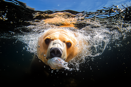 Underwater Bear Catching Fish