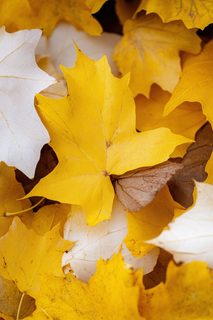 autumn maple leaves