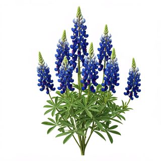 blue lupine flowers