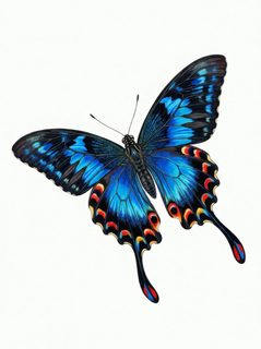 blue swallowtail butterfly