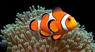 clownfish in anemone