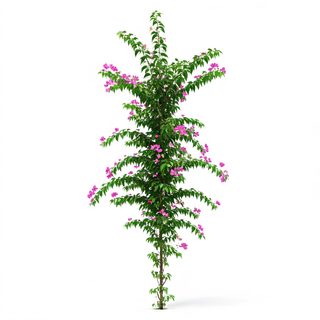 pink-bougainvillea-plant