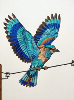indian-roller-bird
