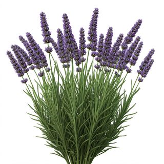 Lavender Bouquet
