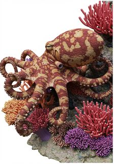 octopus on reef