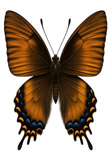 orange swallowtail butterfly