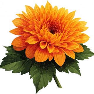 orange dahlia flower