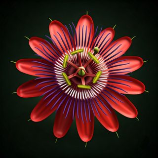 Passion Flower