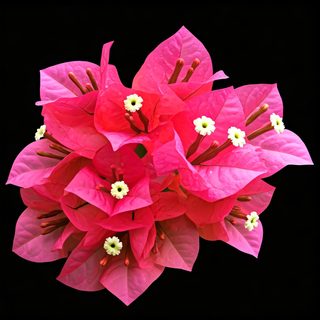 vibrant-pink-bougainvillea