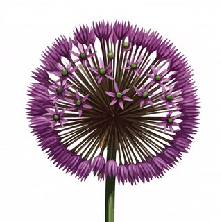 purple allium bloom