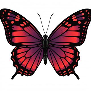 red purple butterfly