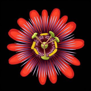 red-passion-flower