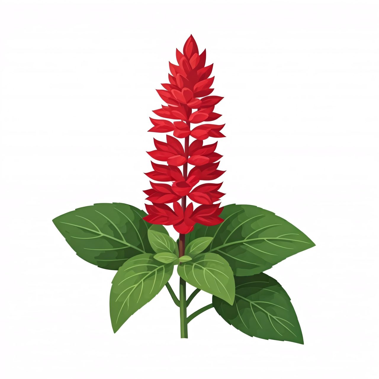 red salvia plant