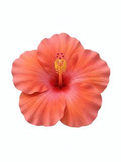 pink hibiscus flower