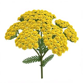 yellow yarrow flower