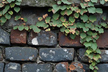 Vine Covered Brick Wall