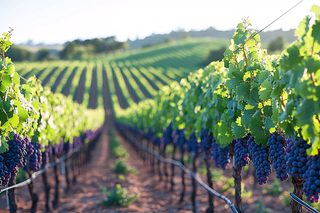 Vineyard Rows with Ripe Grapes