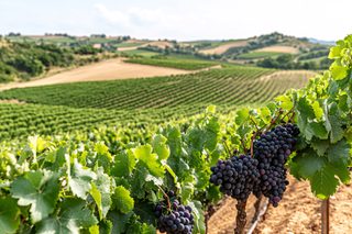 Vineyard Vista with Ripe Grapes
