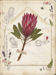 botanical collage protea