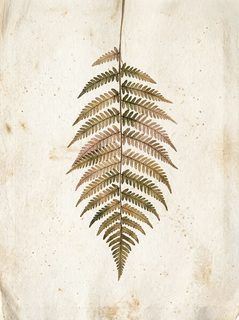 vintage fern illustration