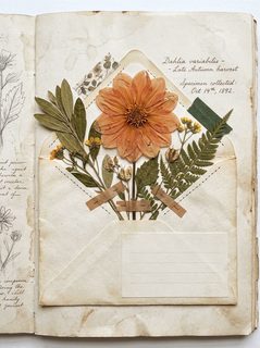 vintage botanical specimen