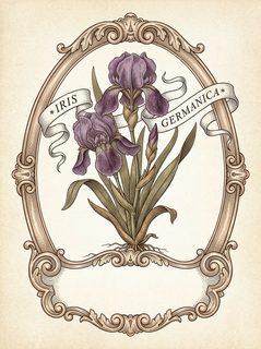 vintage iris botanical