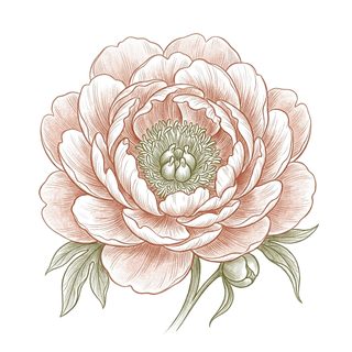 botanical peony flower