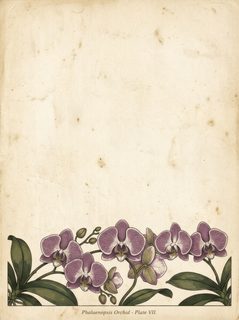 vintage orchid botanical