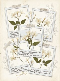 pressed white jasmine