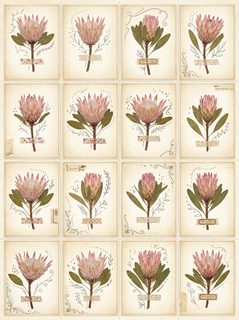 vintage protea ephemera