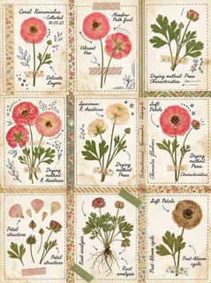 ranunculus-botanical-journal