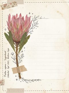 vintage protea scrapbook template