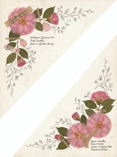 vintage camellia herbarium