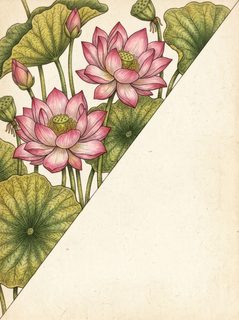Lotus Flower Illustration