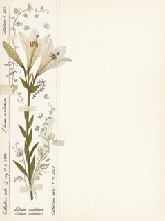 pressed lily stationery