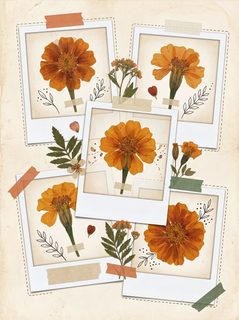 pressed marigold collage