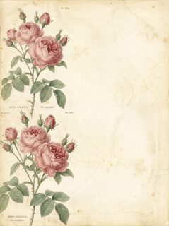 vintage rose illustration