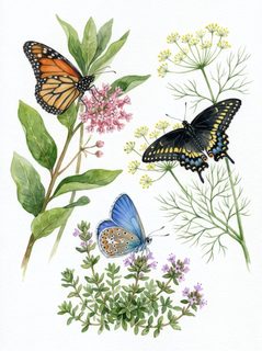 butterflies and wildflowers