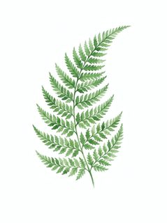 watercolor fern leaf