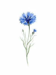 blue cornflower watercolor