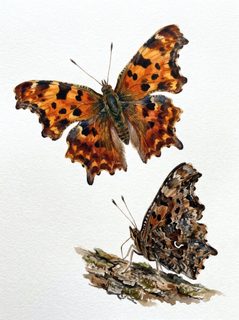 comma butterflies watercolor