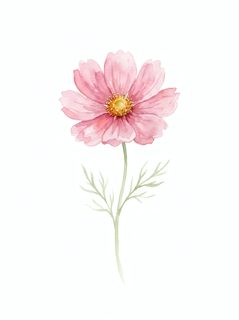 watercolor pink cosmos