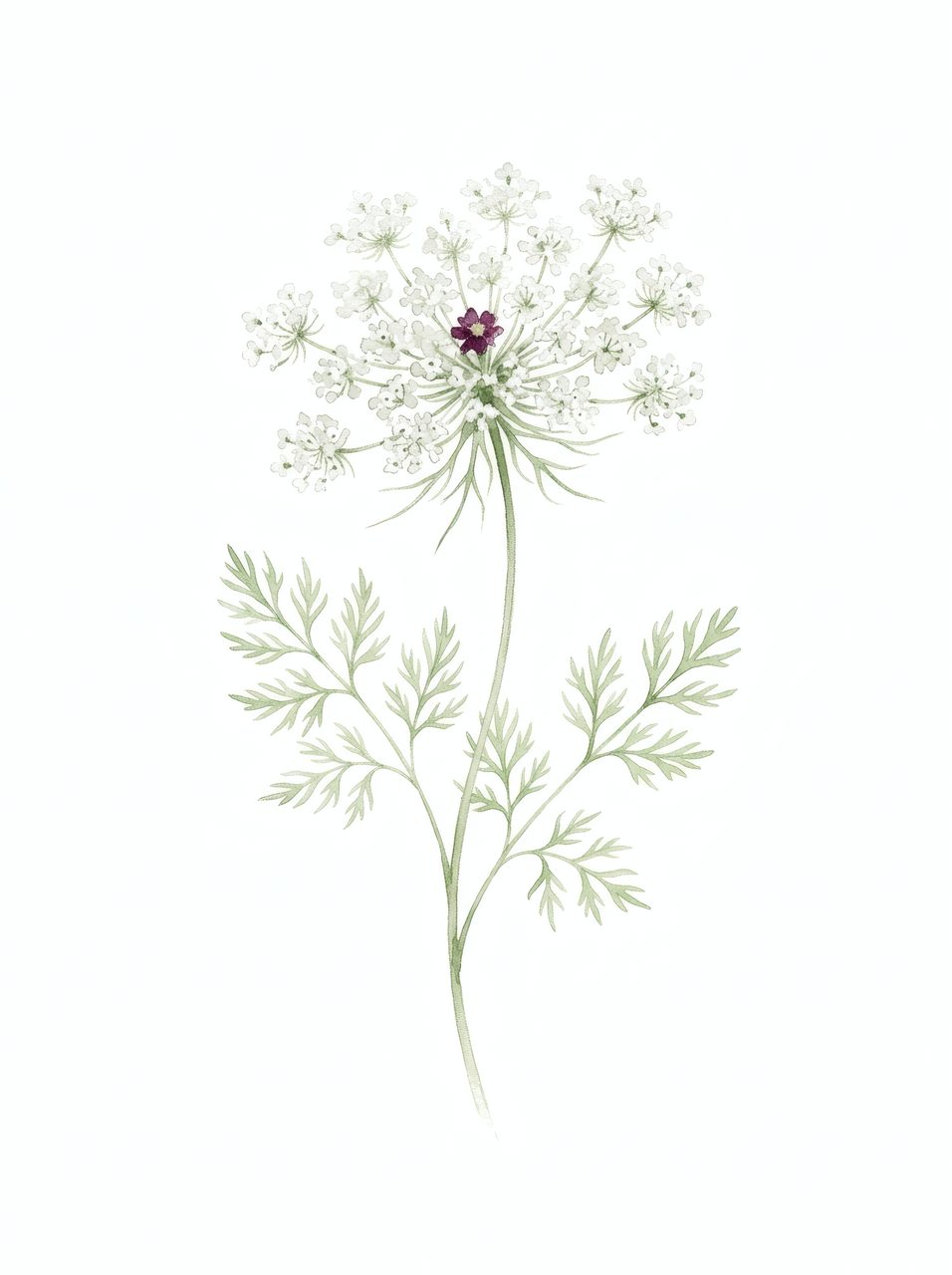 queen-annes-lace-flower