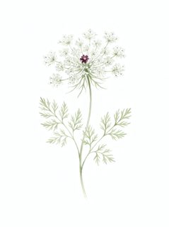 queen-annes-lace-flower