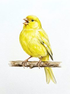 singing-yellow-canary