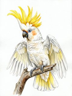 sulphur crested cockatoo