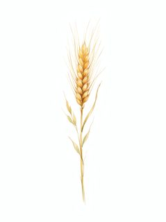 watercolor wheat stalk