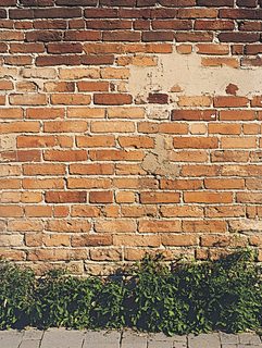 Weathered Brick Wall with Greenery